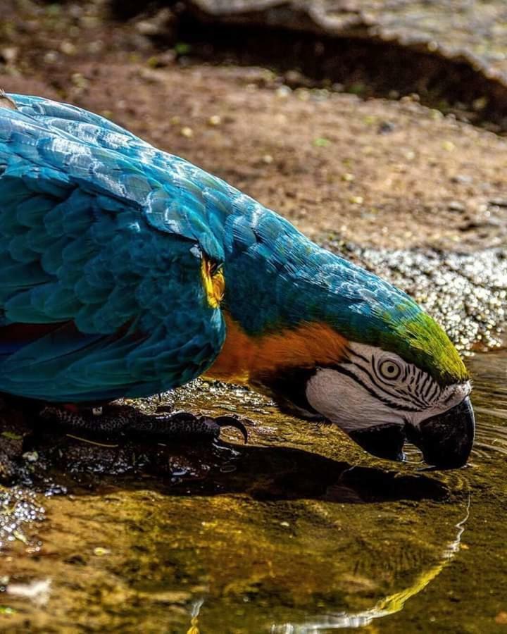 Pousada Bom Sono Foz do Iguaçu Exterior foto